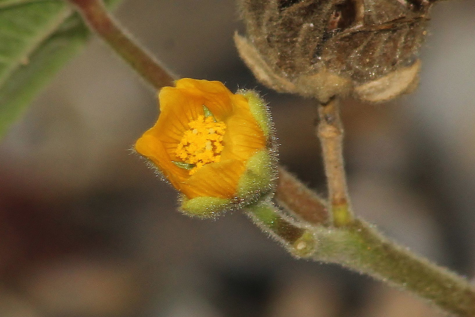Abutilon theophrasti (Malvaceae)